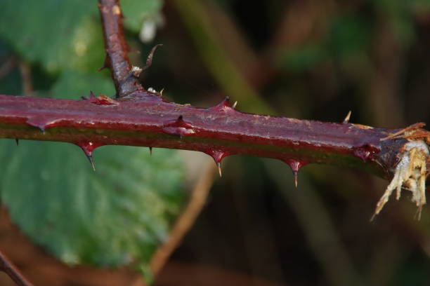 istock branches with thorns and not yet ripe blackberries in Park Hitland 1316644397