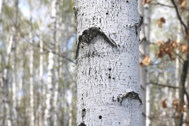 istock Young birch with black and white birch bark in spring 1316644474