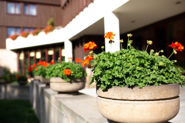 istock Street decorated with concrete flower pots in sunny day. Empty space 1316644811