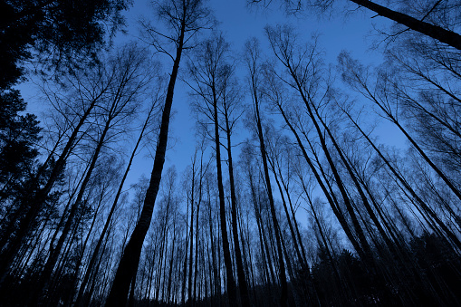 Creepy landscape of blue forest or woods with shadow trunks from bottom view. Mystery horror pine woodland in twilight.