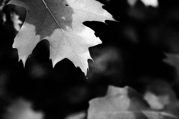 Branches of oak tree (Quercus rubra) with autumn sunlight leaves in forest at sun day. Black and white toned image.