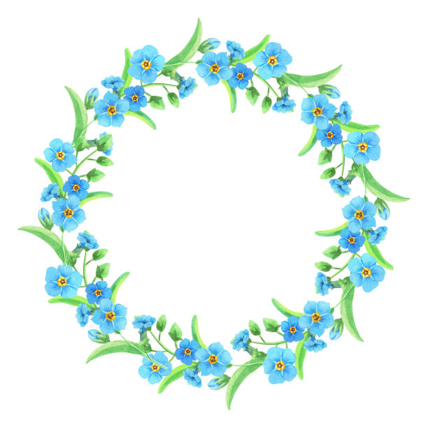 ilustraciones, imágenes clip art, dibujos animados e iconos de stock de corona de acuarela de azul forget-me-nots. guirnalda de flores de primavera, hojas verdes. - myosotis sylvatica