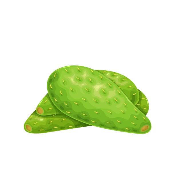 illustrations, cliparts, dessins animés et icônes de graphisme vert de nopales de feuille de cactus - prickly pear fruit illustrations