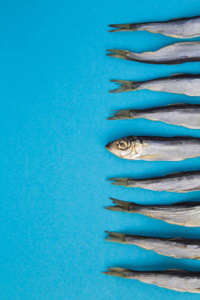 istock Sea background. Small herring on the blue background. 1316649187