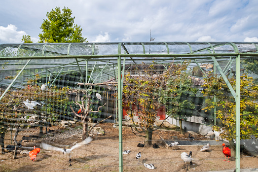 The aviary of Zug has been home to native and exotic birds since 1891. The tourist attraction is located outdoors in Landsgemeindeplatz, and is part of the history and tradition of Zug, the capital of the Swiss canton of Zug.