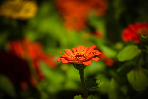 Gardening Beauty in spring time.