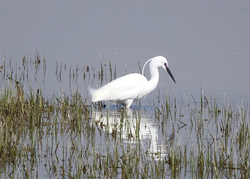 There is a reflection of its body in the water.  It is facing towards the right.