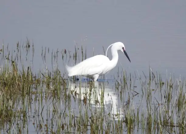 Photo of Side view of Little Egret in breeding plumage standing in the lagoon just behind clumps of grass stems that are growing in the water