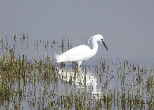widok z boku little egret w hodowli upierzenie stojące w lagunie tuż za kępy łodyg trawy, które rosną w wodzie - egret zdjęcia i obrazy z banku zdjęć