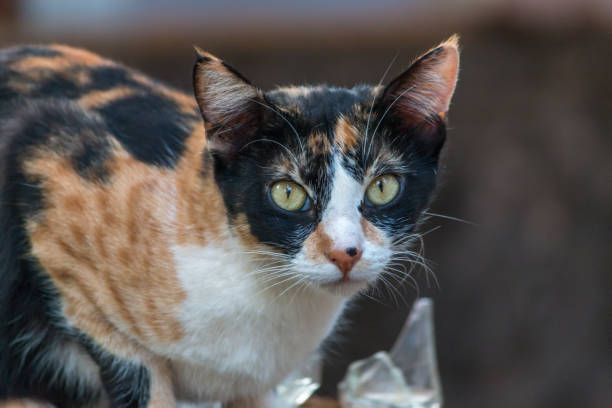 istock A MULTICOLOR CAT WHITE BEAUTIFUL EYES CLOSEUP SHOT 1316652090