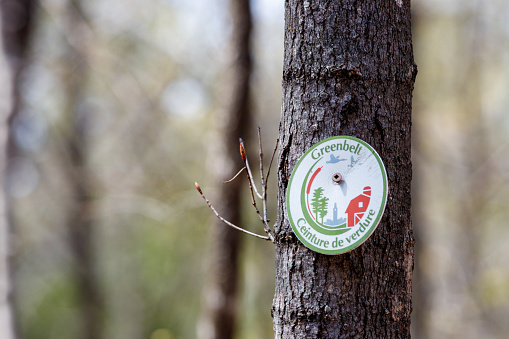 Ottawa, Ontario, Canada - April 22, 2021: A bilingual Greenbelt trail marker sign is screwed into a tree trunk at a National Capital Commission (NCC) nature trail in the Stony Swamp area.