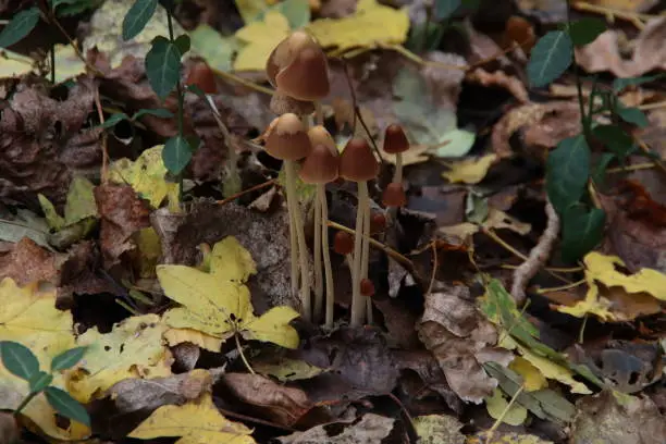 Pluteus romellii or Goldleaf Shield mushroom in a botanic garden in Capelle