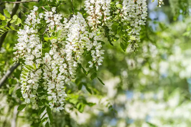 black locust in blossom in spring. flowering branch of Robinia pseudoacacia. closeup view