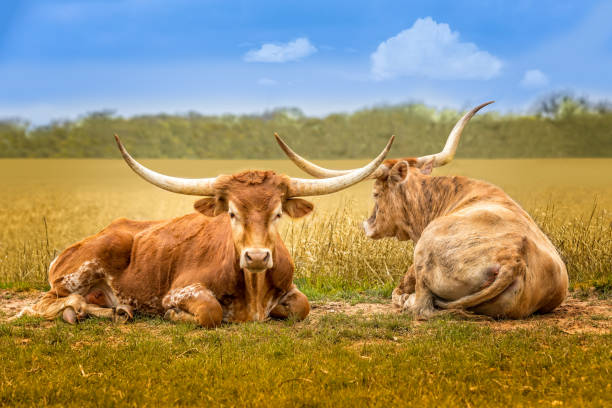 atrás e na frente, duas vacas texas longhorn relaxando em um prado verde primavera - bull texas longhorn cattle horned white - fotografias e filmes do acervo