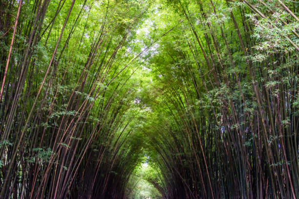 piękny krajobraz zielonej przyrody bambusowy tunel leśny - bamboo leaf bamboo shoot feng shui zdjęcia i obrazy z banku zdjęć