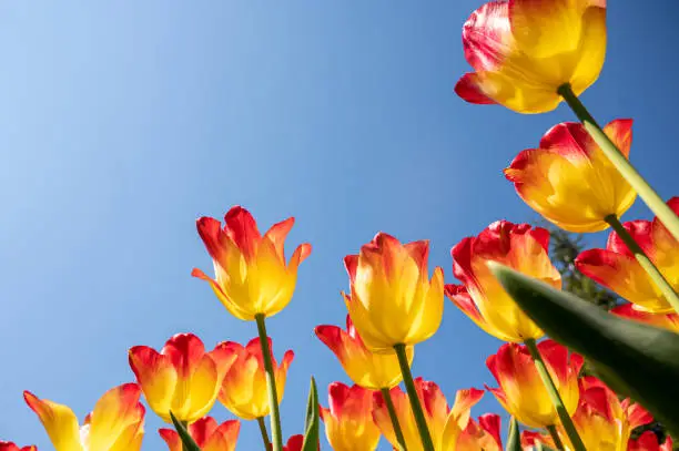 Photo of Bright yellow and red tulips on blue sky background. Colorful spring composition