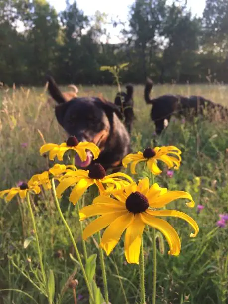 Dog in a field with flowers.