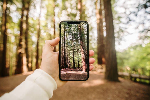 istock Taking a picture of a forest 1316655619