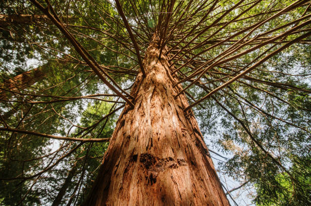 istock Detail of a redwood tree 1316656030
