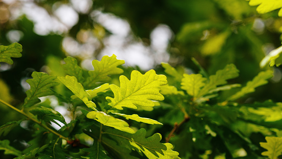 Detail of oak tree leaves with green colors