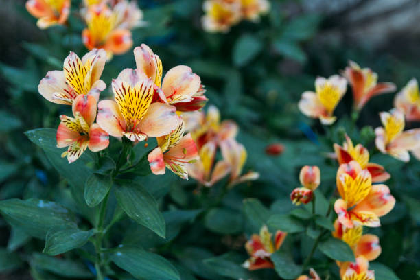 orange flowers, lily alstroemeria grow in the garden. The exuberant orange Alstroemeria is easy going and grows in gardens developed to show strong and pervasive The exuberant orange Alstroemeria is easy going and grows in gardens developed to show strong and pervasive.orange flowers, lily alstroemeria grow in the garden alstroemeria stock pictures, royalty-free photos & images