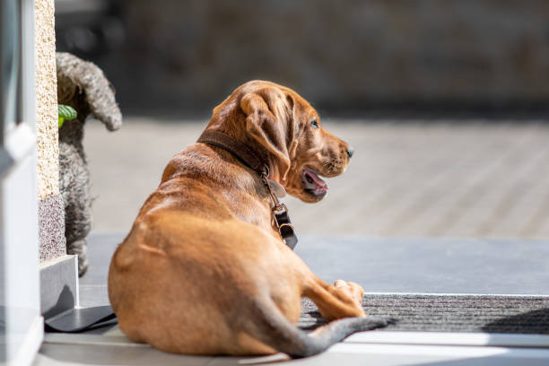 istock Puppy in a sunny day 1316657843