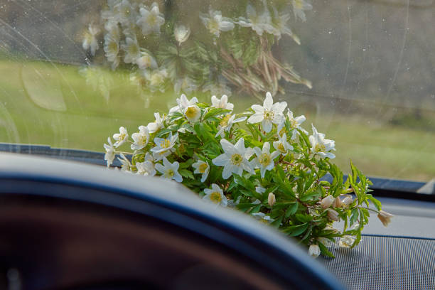 Spring flowers on the car's torpedo under the windshield.