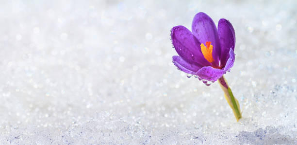 istock Crocus blooming on a spring sunny day from under the sparkling white snow, banner 1316660433