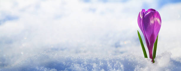 istock Crocus - blooming purple flower making their way from under the snow in early spring, banner 1316660626