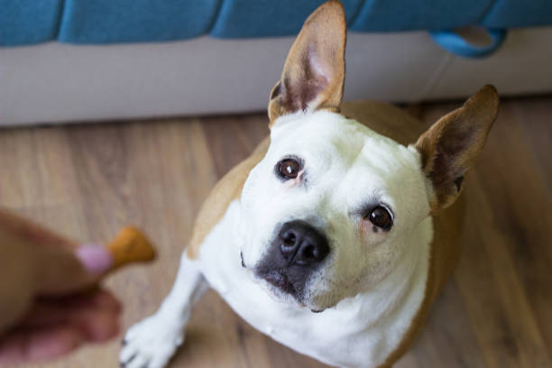 istock Dog receiving a treat 1316660724