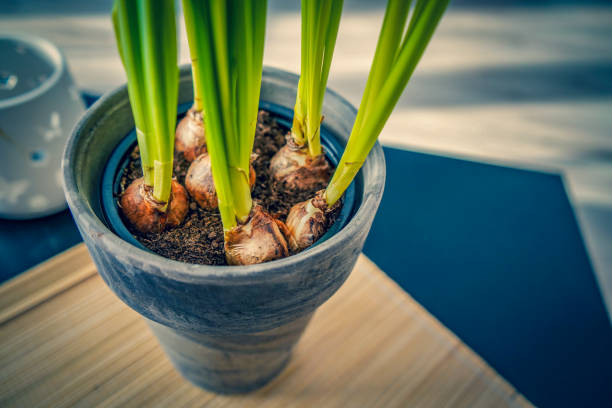 istock Green houseplant that is growing with a blur background. 1316661451