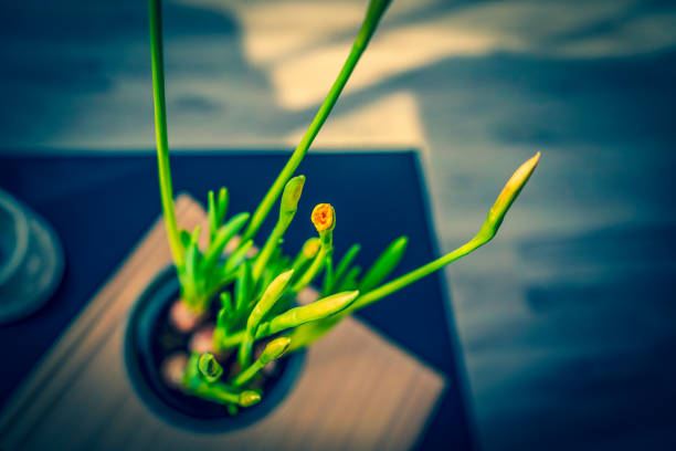 Green houseplant that is growing with a blur background.