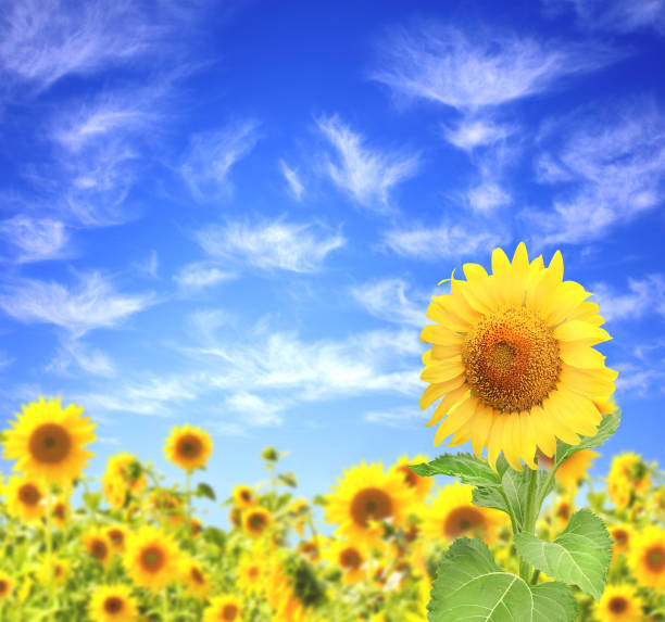 istock Sunflowers on blurred sunny background 1316661562