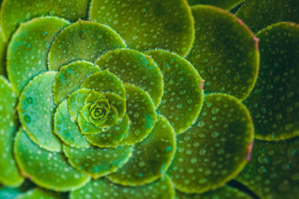 istock Succulent green plant flower 1316662596
