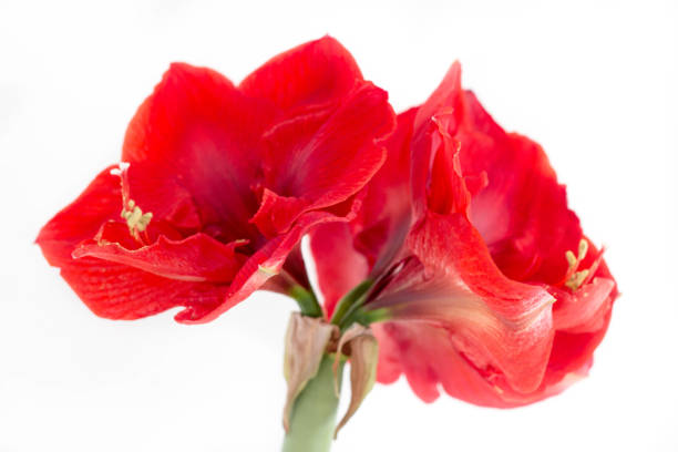 istock blooming red amaryllis flower 1316662708