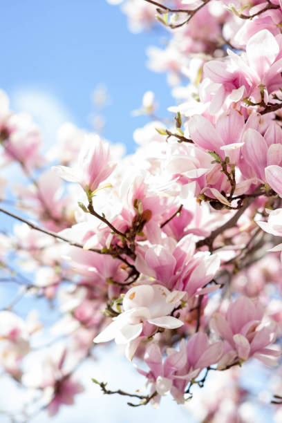istock Flowering pink magnolia on the blue sky background 1316662852
