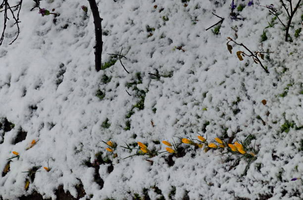 istock Beautiful spring yellow crocus in the garden after snowfall 1316662887