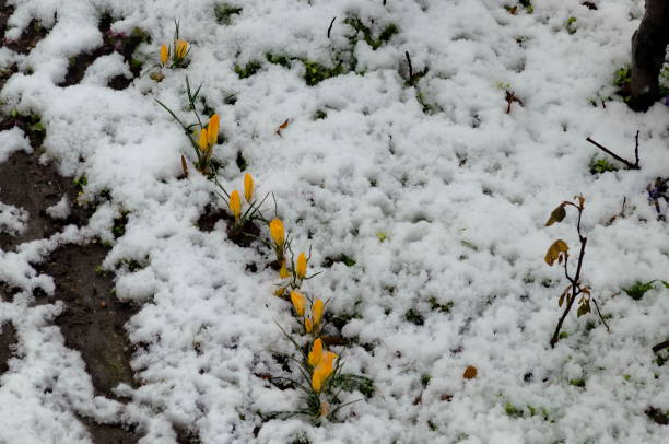 istock Beautiful spring yellow crocus in the garden after snowfall 1316662890