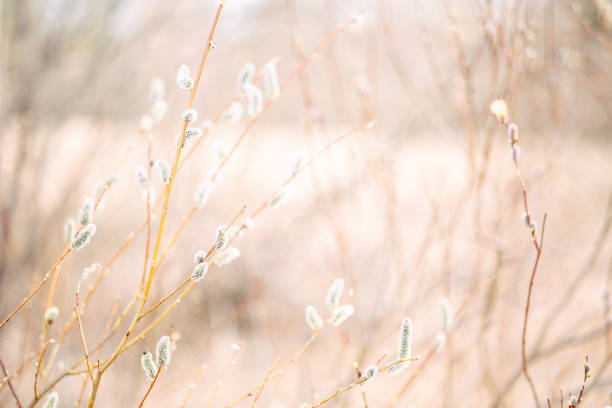 istock Spring landscape with trees with blossoming pussy willow on soft blurred background. Beautiful Easter branches in gentle colors with selective focus 1316662967