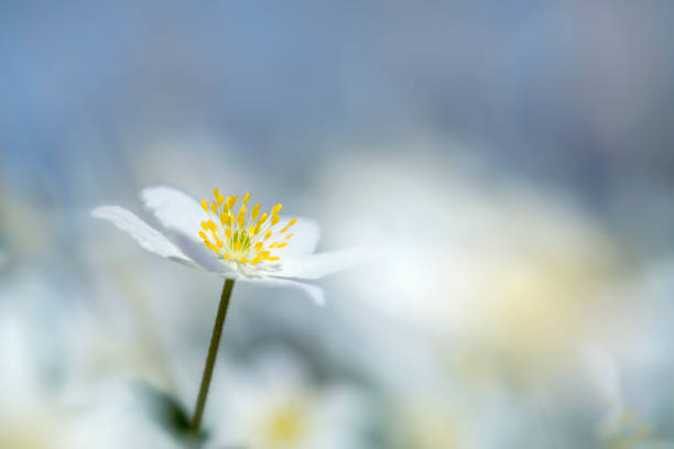 スウェーデンの自然から木のイソギンチャクの花 - sweden wildflower wood anemone flower ストックフォトと画像