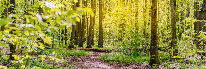 Spring forest with trees and green grass. Beautiful panoramic scenery