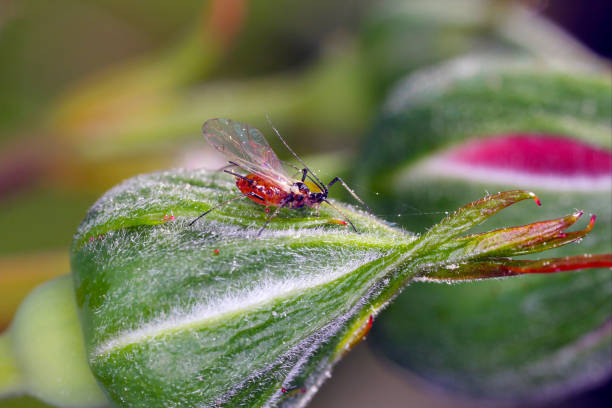 macrosiphum rosae l'afide rosa sul bocciolo di rosa. è una specie di insetto succhia-linfa della famiglia aphididae. - petal bud plant agriculture foto e immagini stock