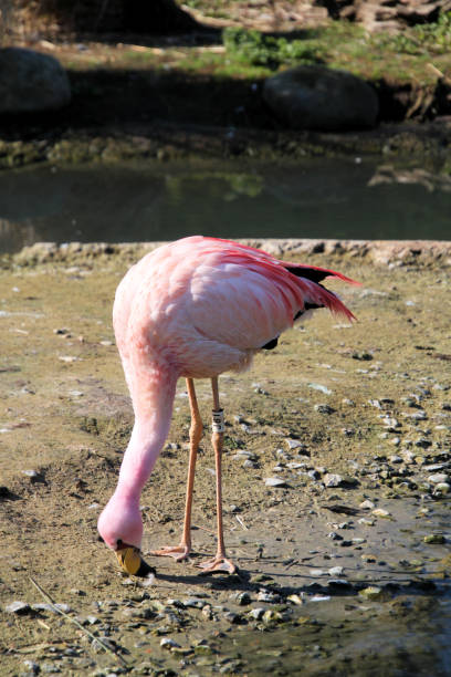 istock A close up of a Flamingo 1316664475