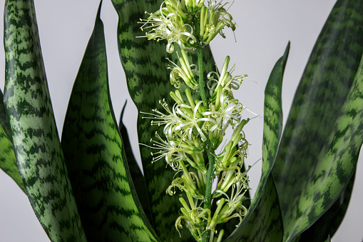 Green decorative flower sansevieria is a flowering, tropical plant
