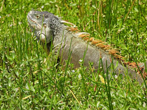 istock Green Iguana (Iguana iguana) resting in the grass 1316664872