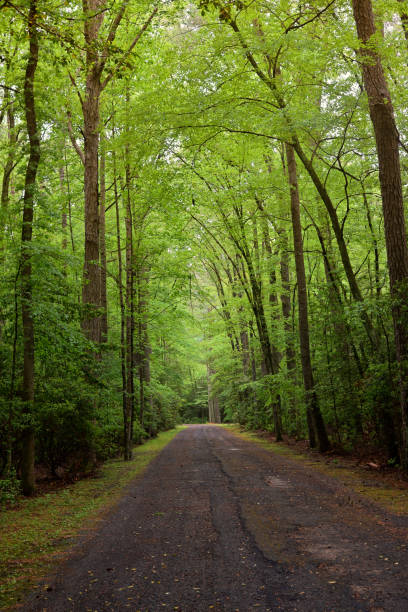 istock {ocomoke State Park Forest Road - III 1316665744