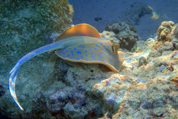 istock Blue spotted stingray (Taeniura lymma) -  Red Sea 1316665798
