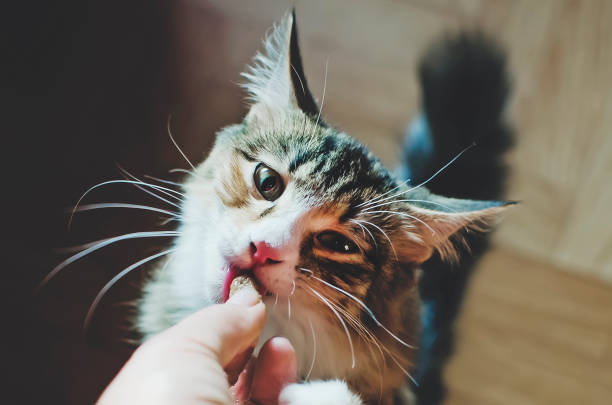 istock The owner feeds his cat. Pets live at home. 1316665977