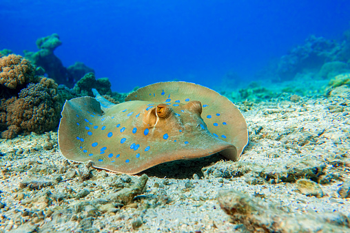 Blue spotted stingray (Taeniura lymma) -  Red Sea. Detail - close up