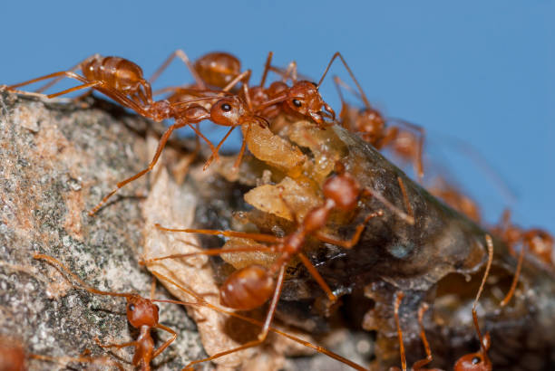 red ants eat on snake meat in thailand